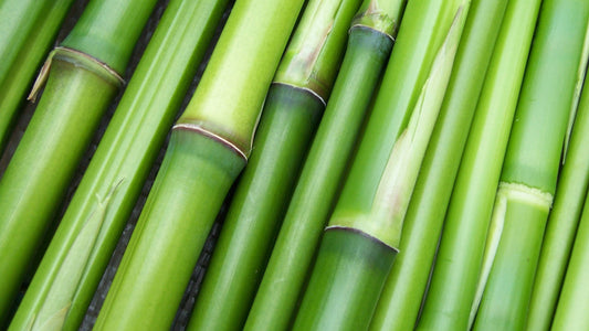 A pile of green bamboo stalks.